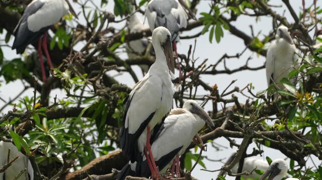 Asian Openbill storks parches on a tree