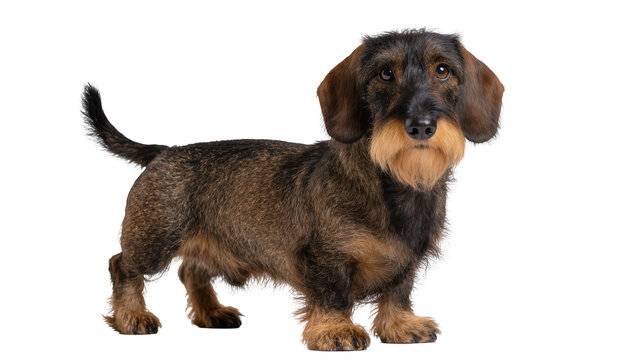 Wirehaired Dachshund dog standing profile view