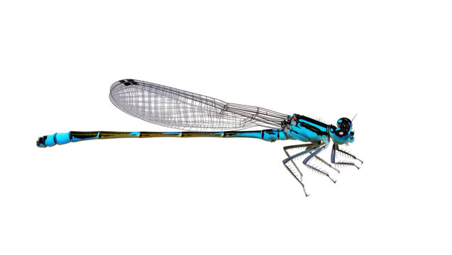 Blue damselfly insect with wings and segmented body