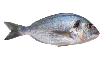 Obraz premium Whole raw sea bream fish with silver scales and blue sheen