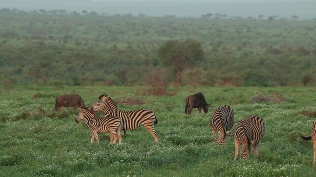 A plains zebra and her foal cuddle and biting each other while walking in between the herd, Kruger National Park.