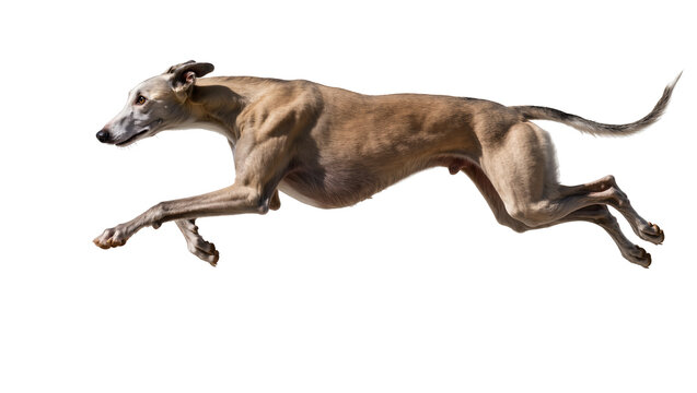 Greyhound dog running at full speed muscular body, lean physique