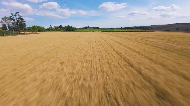 exciting aerial dive into Italian wheat field, followed by low level buzzover of Tuscan vineyard rows