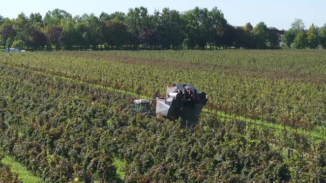 Tuscan grape harvest in a vineyard in the Italian countryside, mechanization with machine harvesting farm implement
