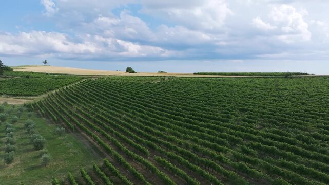 gorgeous aerial travel through Tuscan vineyards and astounding surrounding patchwork of colorful crops in the Italian countryside