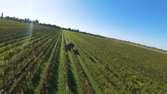 splendid low aerial buzzing past grape harvesting machine working in the fields of Tuscany, Italy, continuation speeding down the rows with solar flare