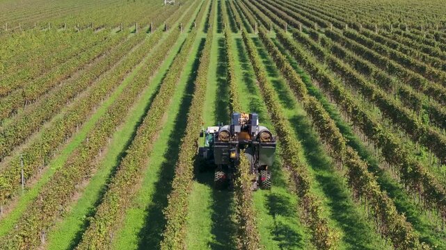 automated grape harvesting machinery speeds through the Italian vineyard, making quick work of harvest season