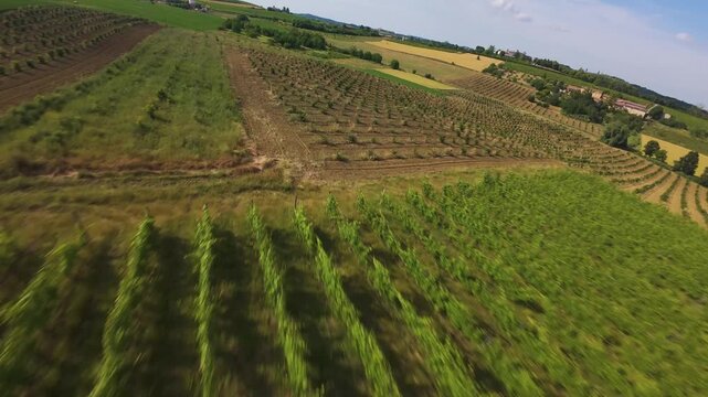 thrilling low-level FPV flight over Italian countryside and colorful crop colors and variety in Tuscany, Italy