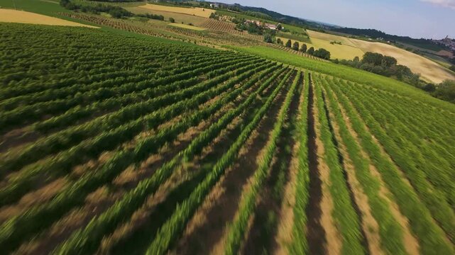 FPV aerial dive into mature and young rows of grapes at a Tuscan vineyard, Italian farm agriculture