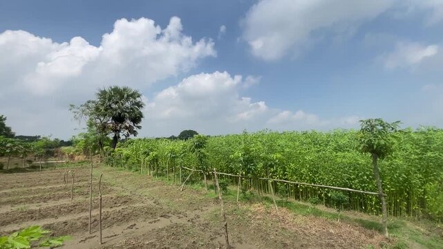 Beautiful Green Jute Field Under Blue Sky with White Clouds in Rural Bangladesh | 4K Stock Footage