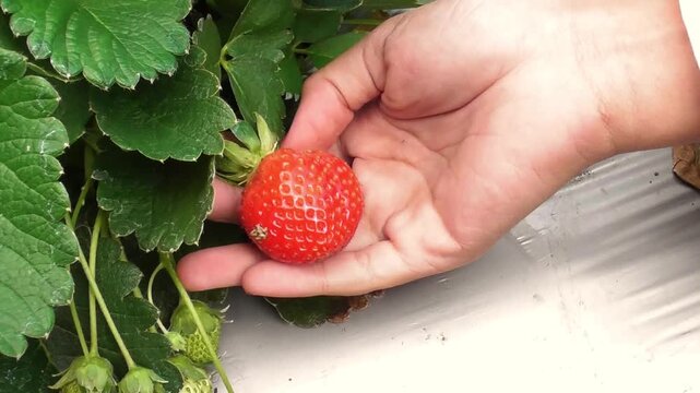 a hand harvesting a ripe red strawberry from a healthy strawberry plant in a garden, highlighting fresh organic fruit and homegrown agriculture.