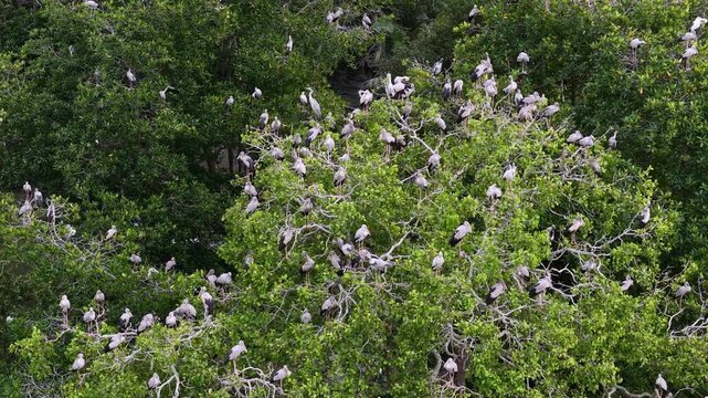 Drone footage showing an Asian openbill stork colony roosting in mangrove trees.