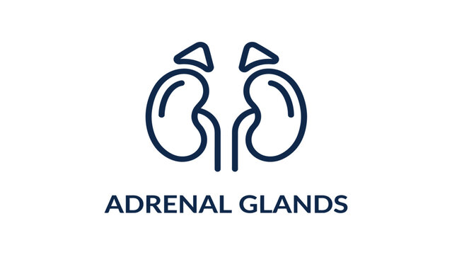 Adrenal glands icon illustrates the anatomy of the endocrine system in a simple linear style.