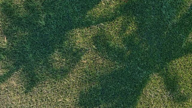 Aerial drone shadow of coconut tree on paddy field