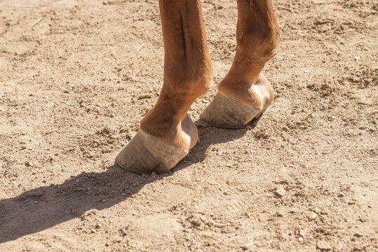Patas delanteras de un caballo en una rancheria 