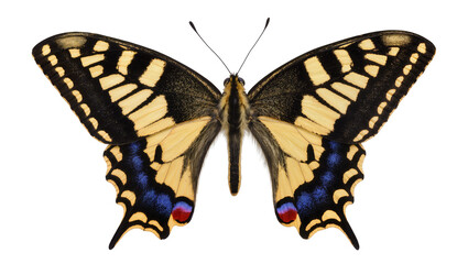 Swallowtail butterfly with yellow black, and blue wings © Andrei