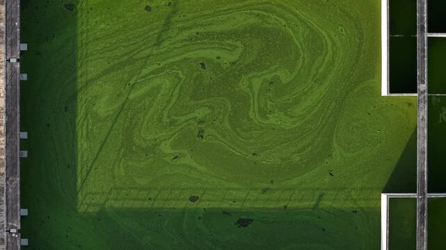 Aerial drone view of algae in water treatment basins