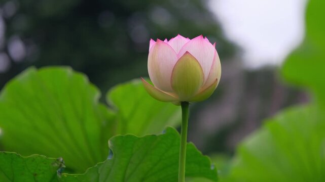 水辺の花」の写真素材 | 29,147件の無料イラスト画像 | Adobe Stock