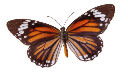 Monarch butterfly with orange black, and white wings © Andrei