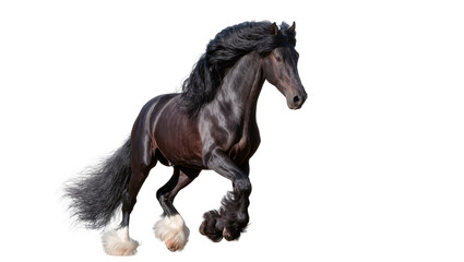 Majestic black Friesian horse with flowing mane and tail trotting © Andrei