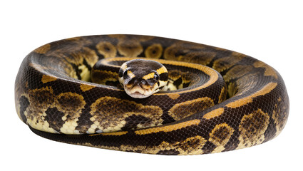 Fototapeta premium Ball python coiled with head visible, patterned scales