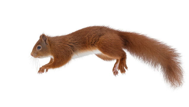 Red squirrel jumping with bushy tail extended