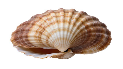 Scallop Shell with Brown and White Ribbed Texture © Elowen