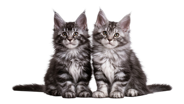 Two Maine Coon kittens sitting side by side