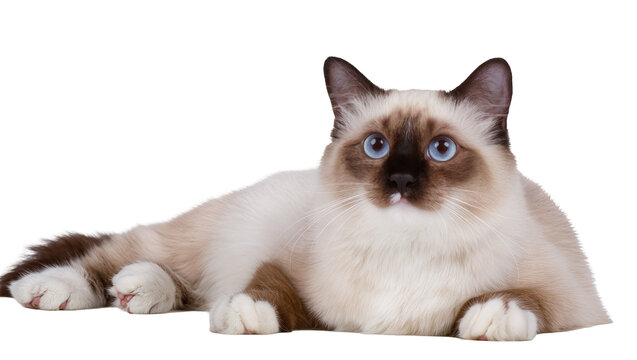 Ragdoll cat with blue eyes lying down