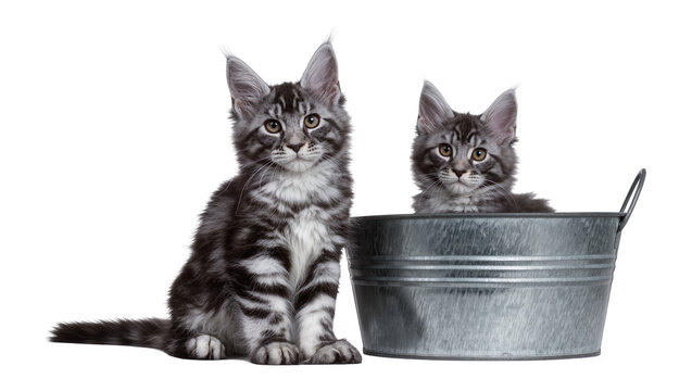 Two Maine Coon kittens one sitting, one in a galvanized bucket