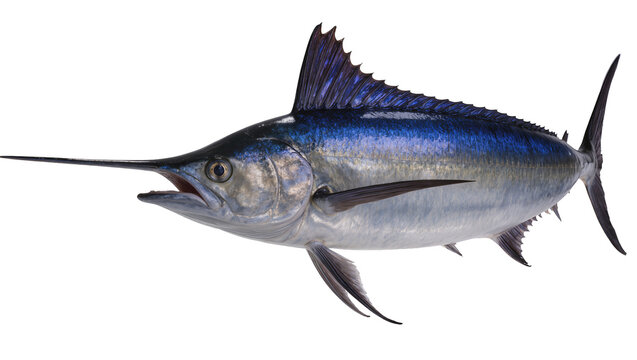 Blue Marlin Fish with Long Bill and Dorsal Fin