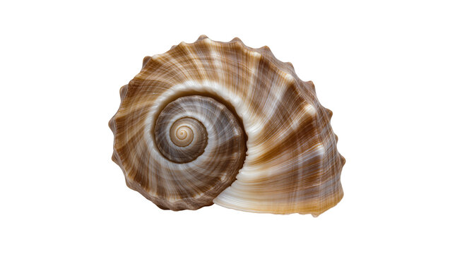Spiral seashell with brown and white stripes and spiky edge