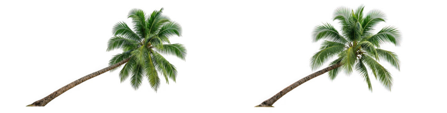 Two leaning tropical coconut palm trees, isolated on transparent background