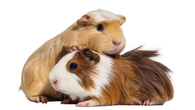 Two guinea pigs one light brown and white the other brown and white, cuddling