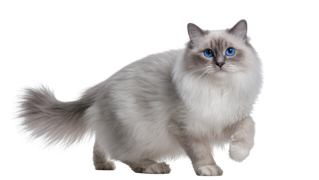 Birman cat with striking blue eyes walking