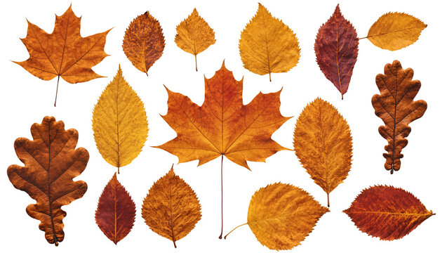 Collection of autumn leaves in various shapes and warm colors