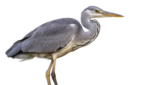 Grey Heron bird with long beak and yellow eye