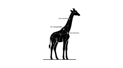 Minimalist giraffe silhouette with camelopardalis star constellation map © pecel
