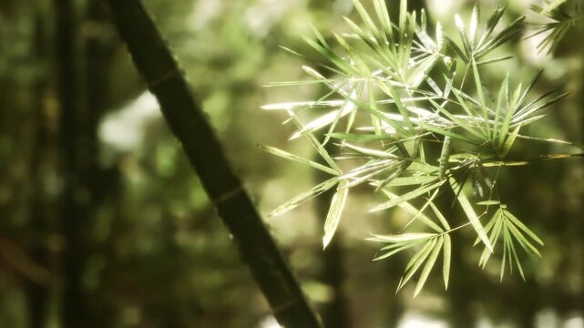 Bamboo leaves are shown in close view, illuminated by sunlight. The leaves sway gently in the breeze while surrounded by other green plants in the forest setting.