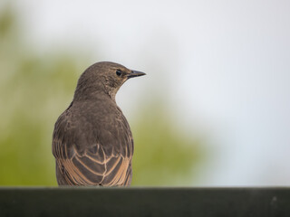 Juvenile common starling (Sturnus vulgaris) on garden fence, London, England. Warm buff plumage, copy space, summer garden bird. © Paul Bean