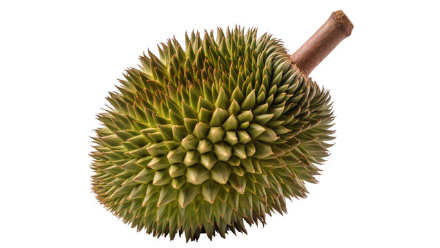 Spiky green durian fruit with brown stem