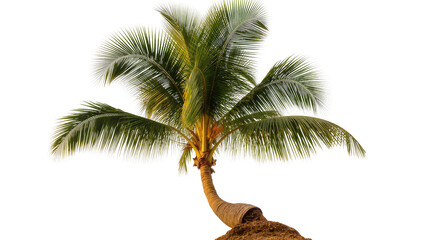 Curved coconut palm tree with green fronds and brown trunk © Rowan