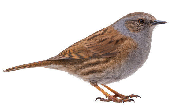 Dunnock bird with brown and grey plumage sharp beak, and delicate legs