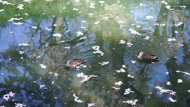 花筏の間を泳ぐカモ