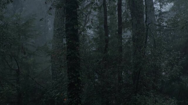 dark wood texture