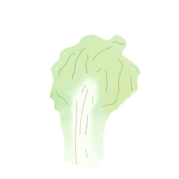 vegetable choy sum