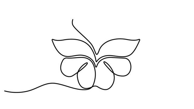 Animated self drawing of Minimalist continuous single line drawing of a beautiful butterfly with elegant wings. Full length one line animation. 4K video
