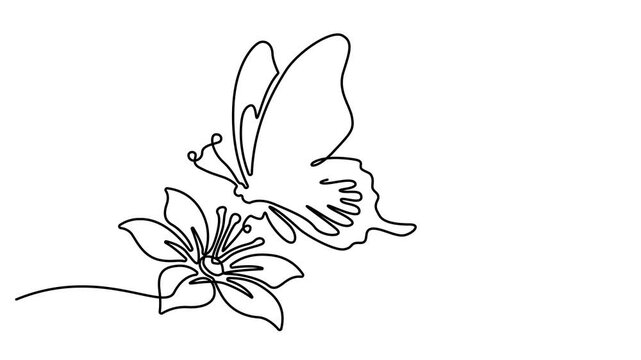 Animated self drawing of Continuous single line drawing of a beautiful butterfly sitting on a spring flower in a minimalist art style. Full length one line animation. 4K video