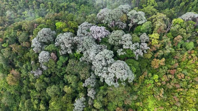 Drone footage showing dense rainforest canopy and large tree crowns in Penang, Malaysia.