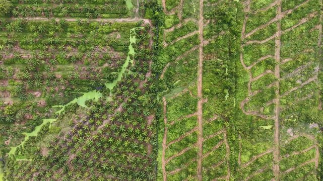 Aerial view of an oil palm plantation with access tracks and drainage channels.